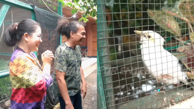 YouTube/ Camel Petir