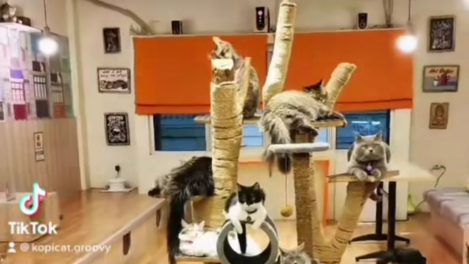 Instagram/kopicat.groovy