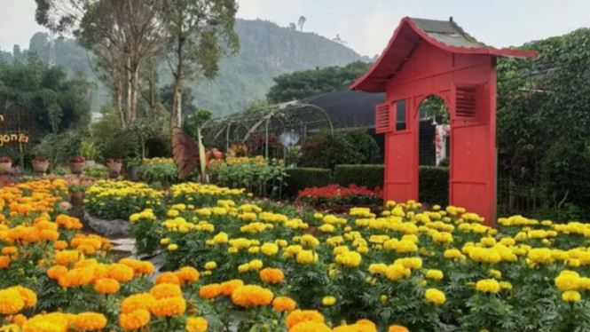 Instagram/@kebunbegonia