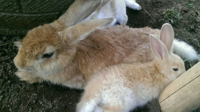 Instagram/@kebunbegonia