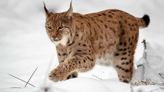 Wilderness-society.org