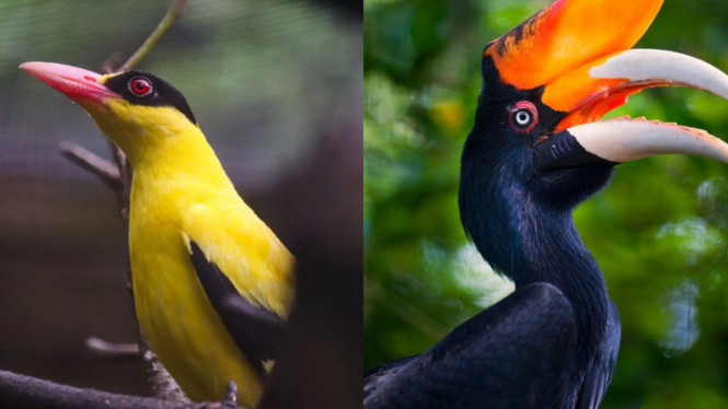 Instagram/@balibirdparkofficial