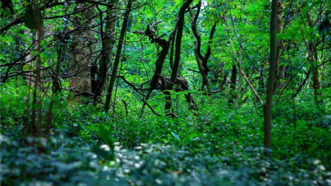 Hutan Kota Srengseng/ rifkynurdy