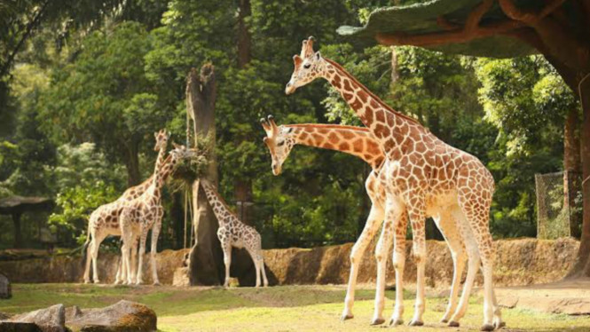 gmaps/Taman Safari Indonesia Bogor