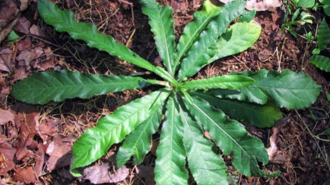 Manfaat Daun Tapak Liman, Bisa Jadi Obat untuk Sembuhkan Banyak Penyakit