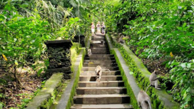 Harga tiket masuk Monkey Forest