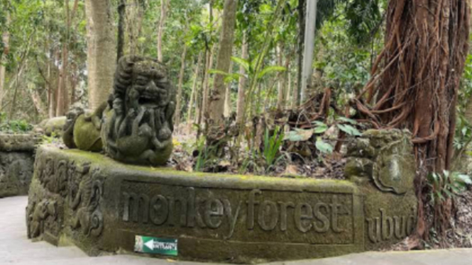 MonkeyForest