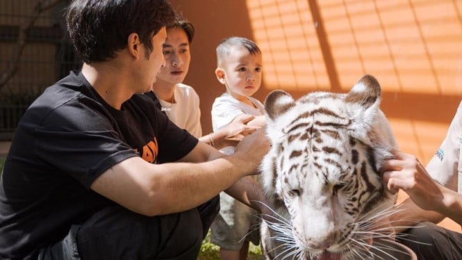 Alshad Ahmad, cipung