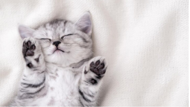 Freepik/nataliakuzina