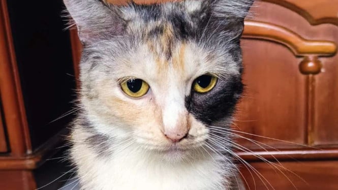 IntipSeleb/Fabbiola Irawan