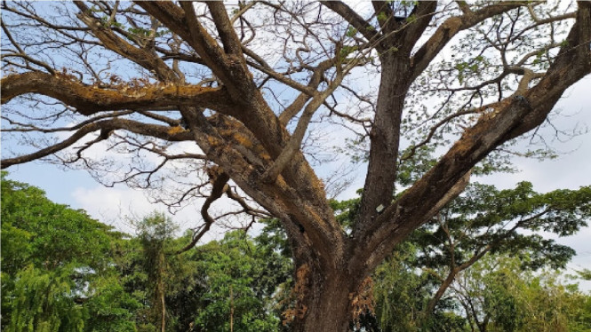 Google Maps/Muhammad Dika