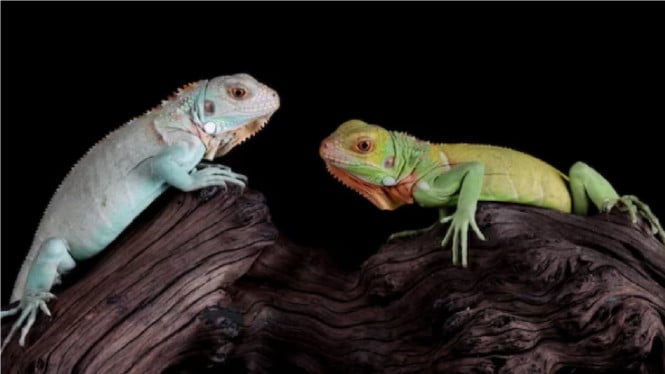 Freepik/kuritafsheen77