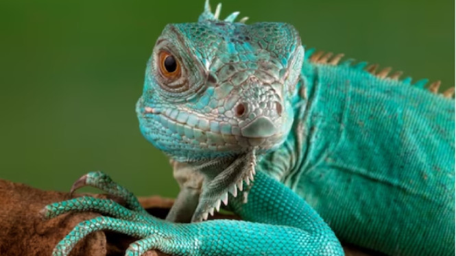 Freepik/kuritafsheen77