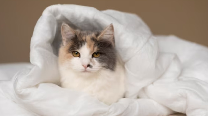 Freepik/author freepik