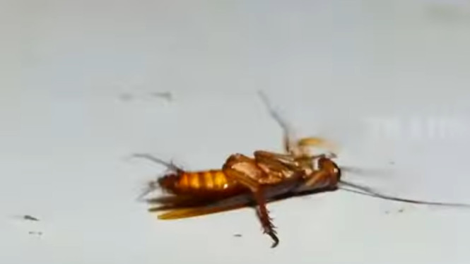 YouTube/Edutainment trans7 Official