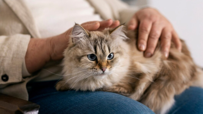 6 Ciri Kucing Kena Kutu, Bukan Cuma Gatal dan Sering Menggaruk!