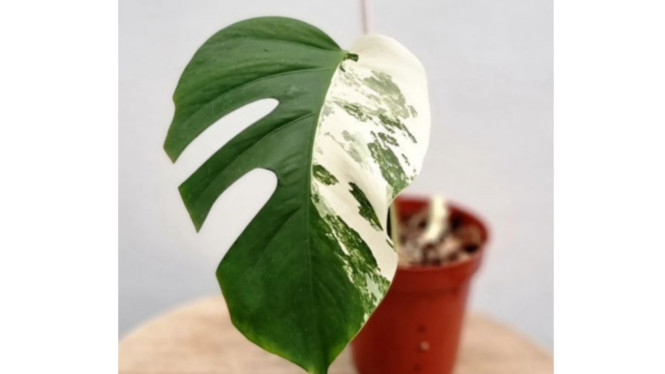 Instagram/@pedaun.rumahan