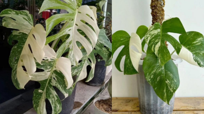 Instagram/@monstera.garden_house