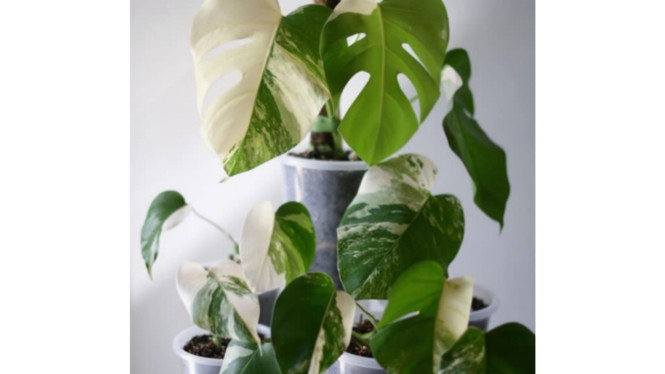 Instagram/@terasobali