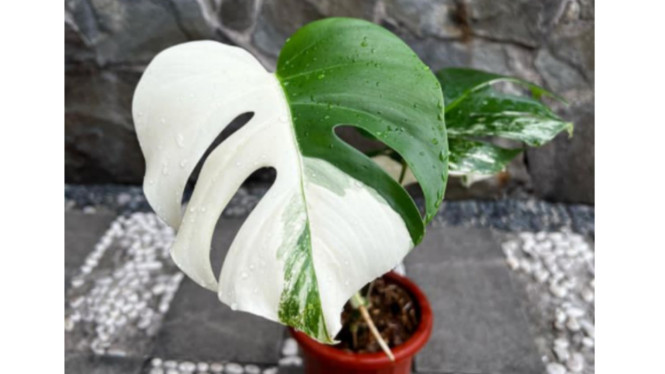 Instagram/@tian_flora_bgr