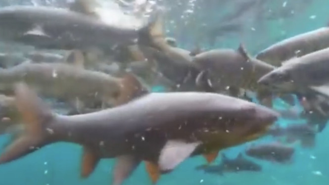 YouTube/genjong chanel