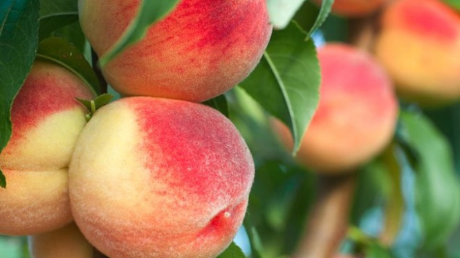 7 Manfaat Mengkonmsi Buah Peach, Nikmati Kesehatan dengan Rasa Manis