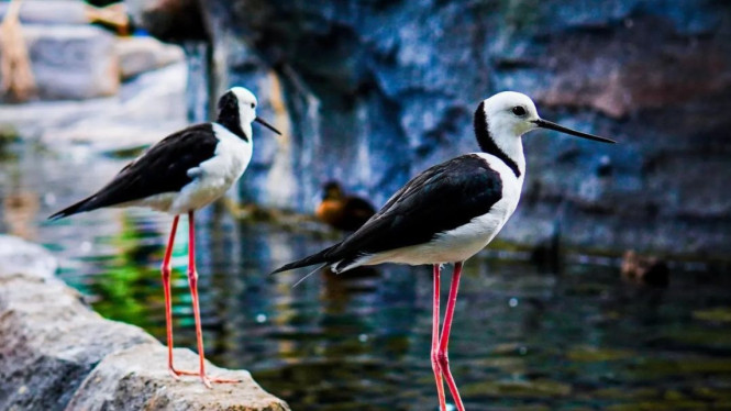 Instagram/ @jakartabirdland