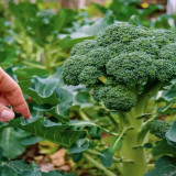 Tak Hanya Wortel, Brokoli Juga Ampuh Jaga Kesehatan Mata! Ini Penjelasannya