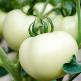 Manfaat Tomat Putih