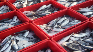 10 Jenis Ikan Bermerkuri Tinggi yang Sering Dikonsumsi Orang Indonesia, Wajib Tahu!
