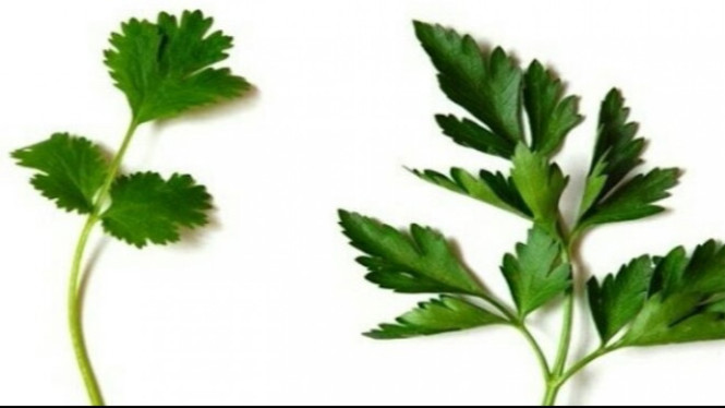 Daun ketumbar (kiri) dan daun peterseli (kanan).