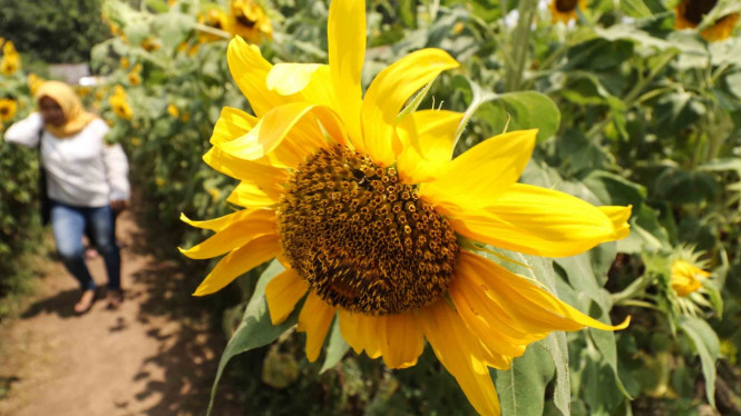 Pengunjung berada di area kebun Bunga Matahari Kelurahan Pojok, Kota Kediri, Jawa Timur, Kamis, 20 Desember 2018.