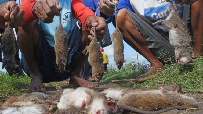 ANTARA FOTO/Siswowidodo