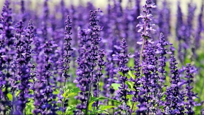 https://pixabay.com/id/lavender-bunga-bunga-1507499/
