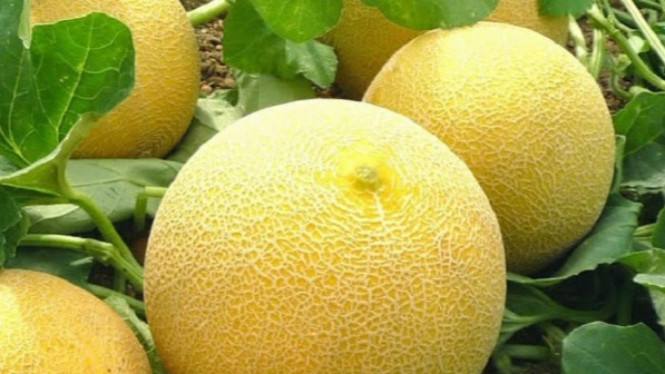 melon