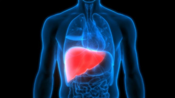 Ilustrasi organ hati.