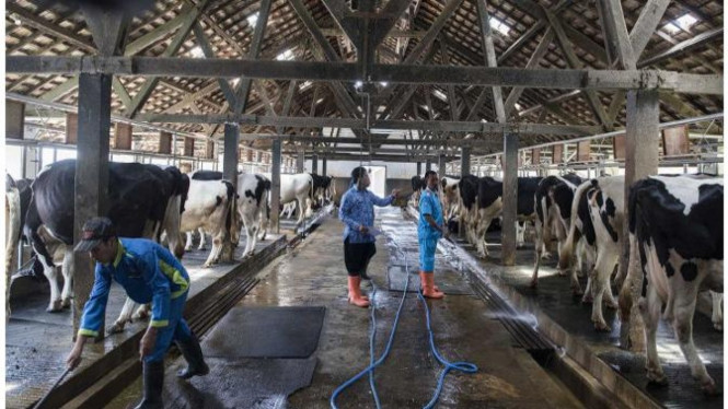 Usaha peternakan sapi perah nasional.