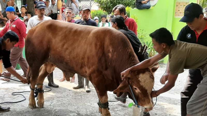 Hewan Kurban Sapi di Masjid Al Muawanah