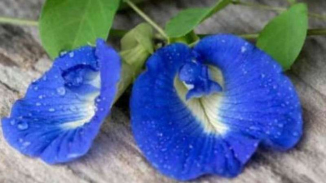 Manfaat Bunga Telang Yang Wajib Kamu Ketahui