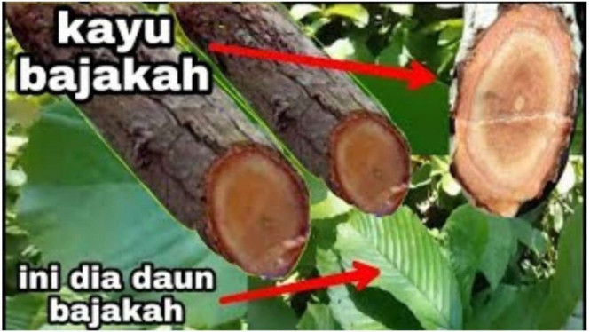 Ilustrasi Kayu Bajakah