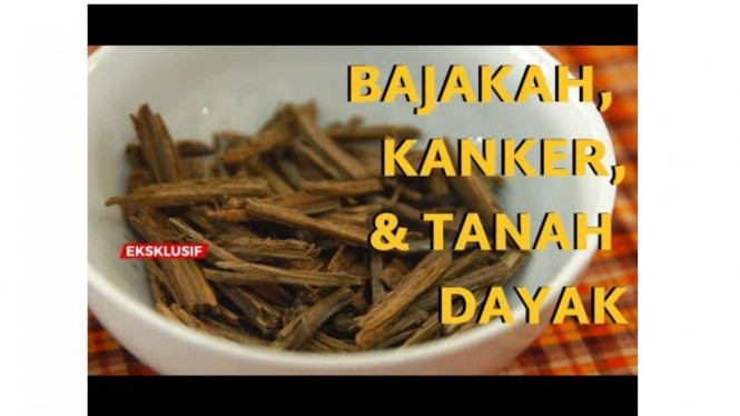 Ilustrasi Kayu Bajakah