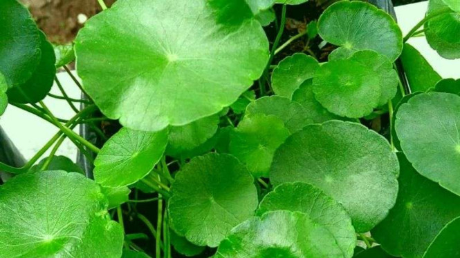 instagram @petanindeso