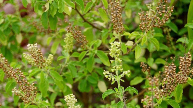 instagram @lucysompie