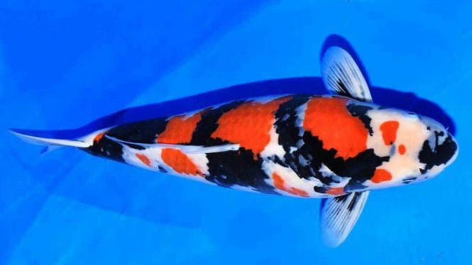  Koi Showa