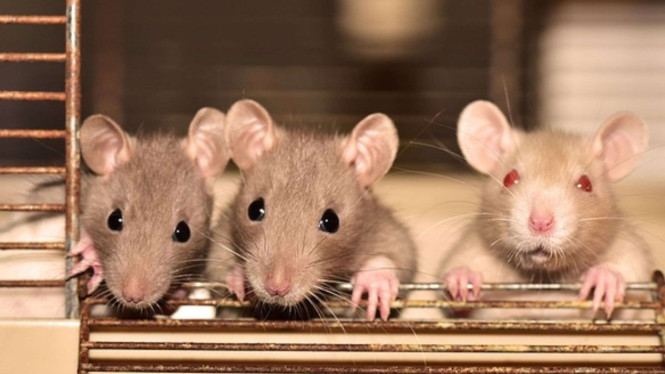 Ilustrasi tikus