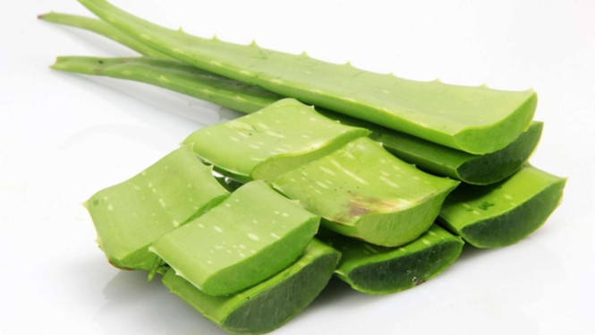 Ilustrasi lidah buaya