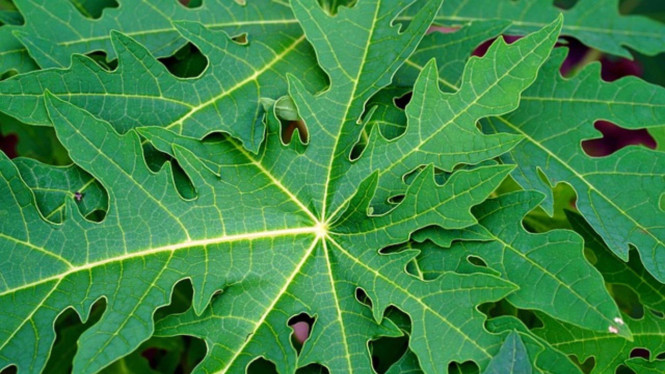 Daun pepaya