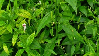 Photo Mini 6