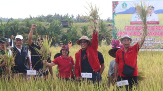 Bupati Sanjaya Turun Sawah, Kawal Panen Padi Unggul di Tabanan