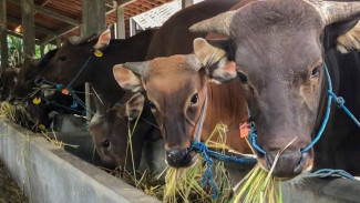 Mengenal Sapi Bali, Jenis Sapi Paling Dicari Warga Saat Hari Raya Iduladha